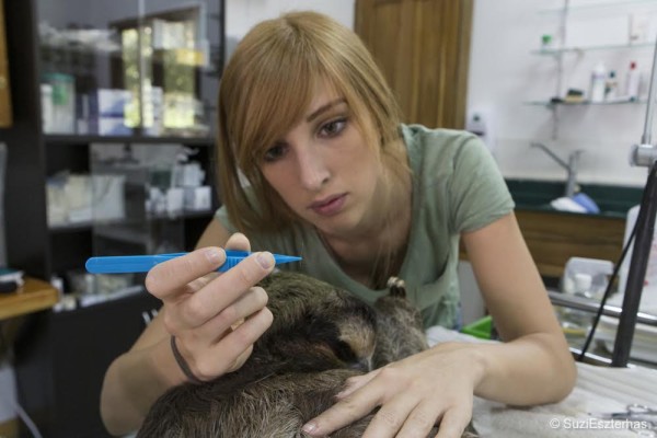 Brown-throated Three-toed Sloth Bradypus variegatusRebecca Cliff, sloth biologist, pulling hair samples from anesthetized sloth prior for genetic studyAviarios Sloth Sanctuary, Costa Rica*Model release available