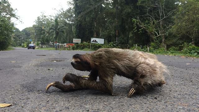 Image of sloth crossing road 