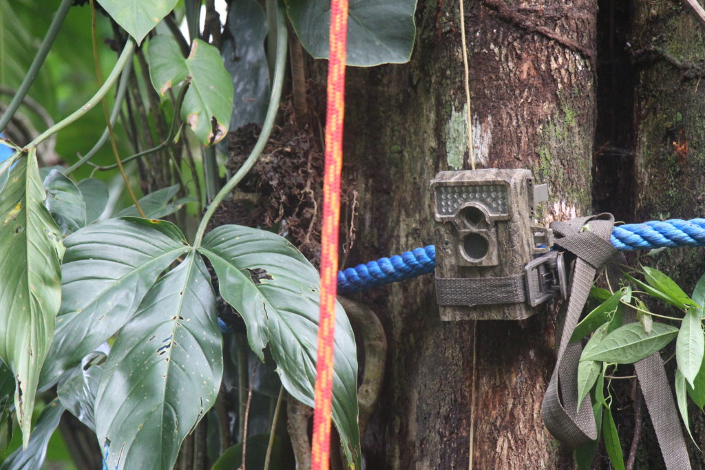 camera trap on a sloth crossing