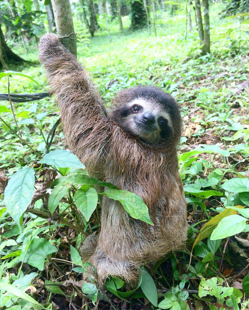 Top 10 incredible facts about the sloth | The Sloth Conservation Foundation