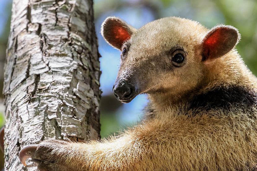Anteaters: The Sloth's Closest Relative! - The Sloth Conservation Foundation