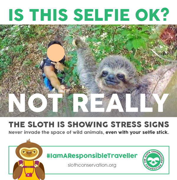 sloth selfie stick