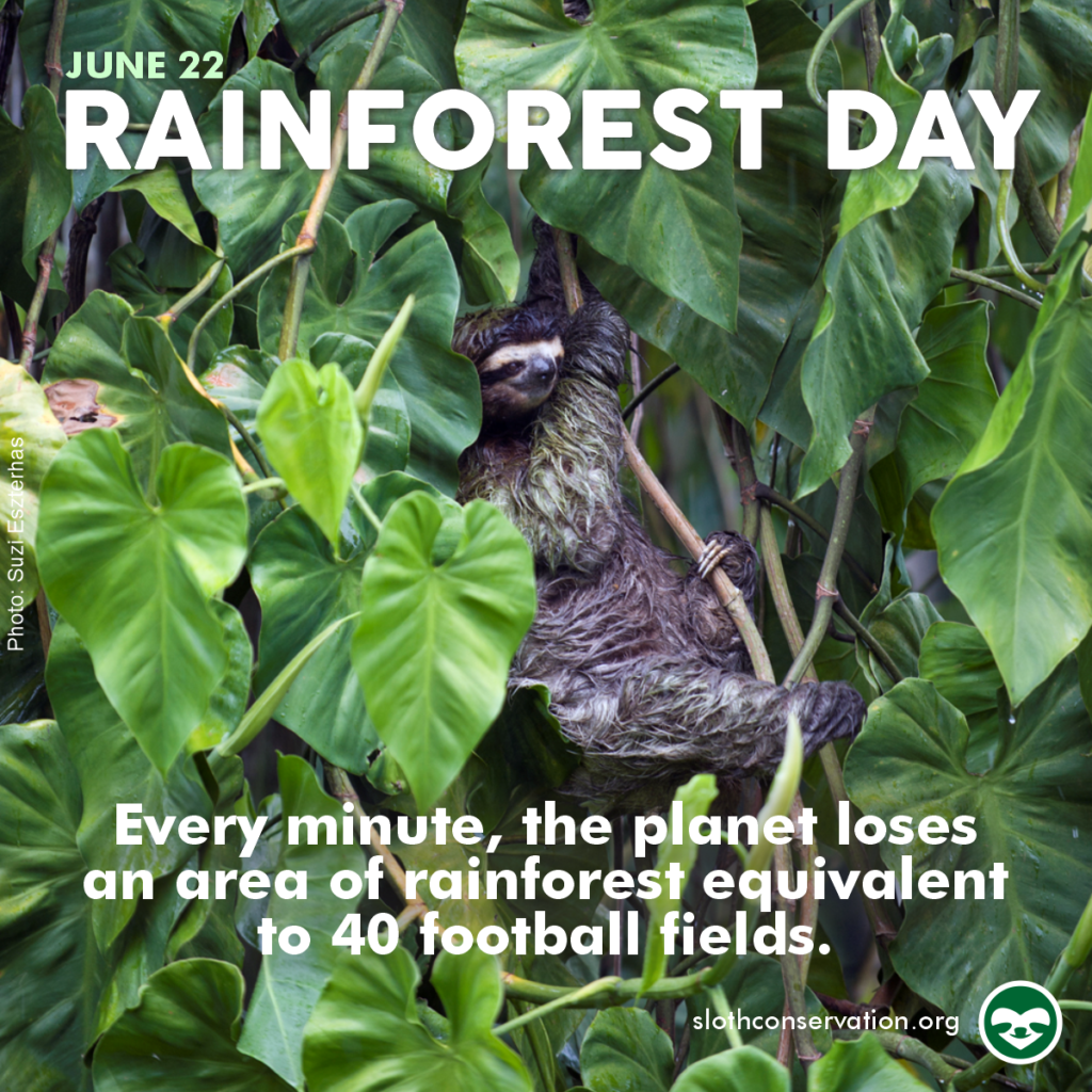Rainforest day 