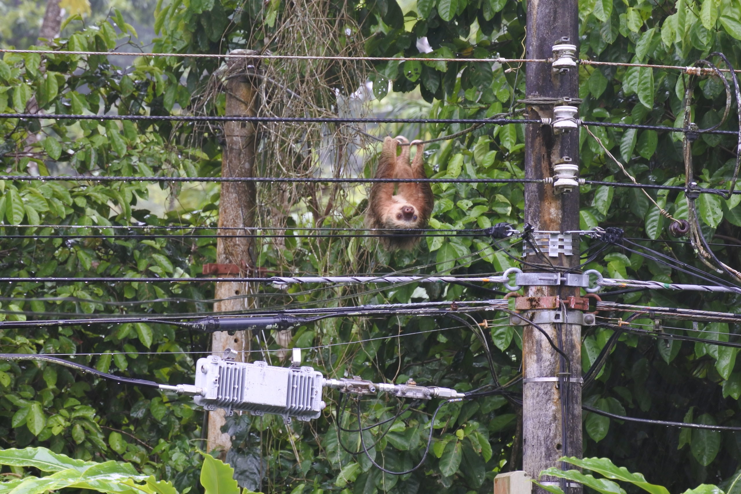 sloth on power line