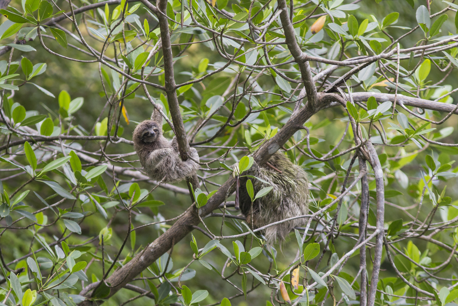 baby pygmy sloth