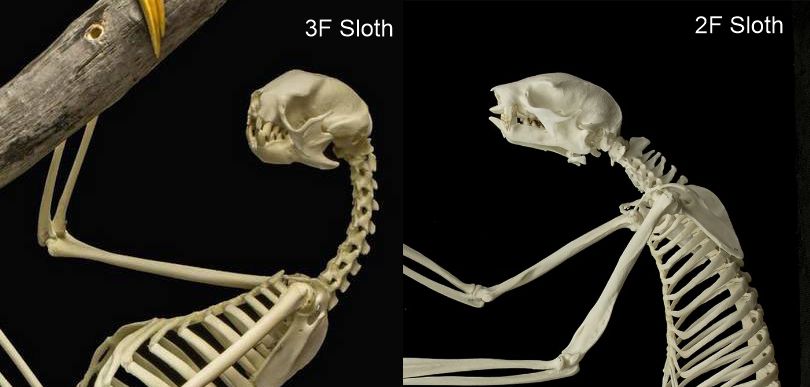 sloth neck vertebrae