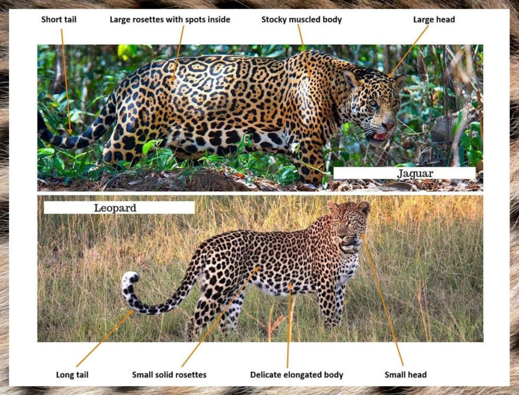 jaguar leopard difference