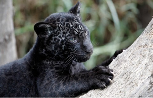 black jaguar cub melanistic