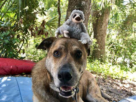 dogs with toy sloth on head