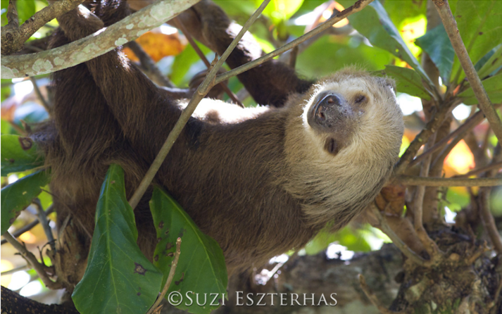 two-toed sloth sleeping in beach almond tree