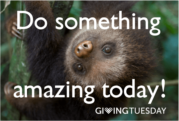 giving tuesday sloths