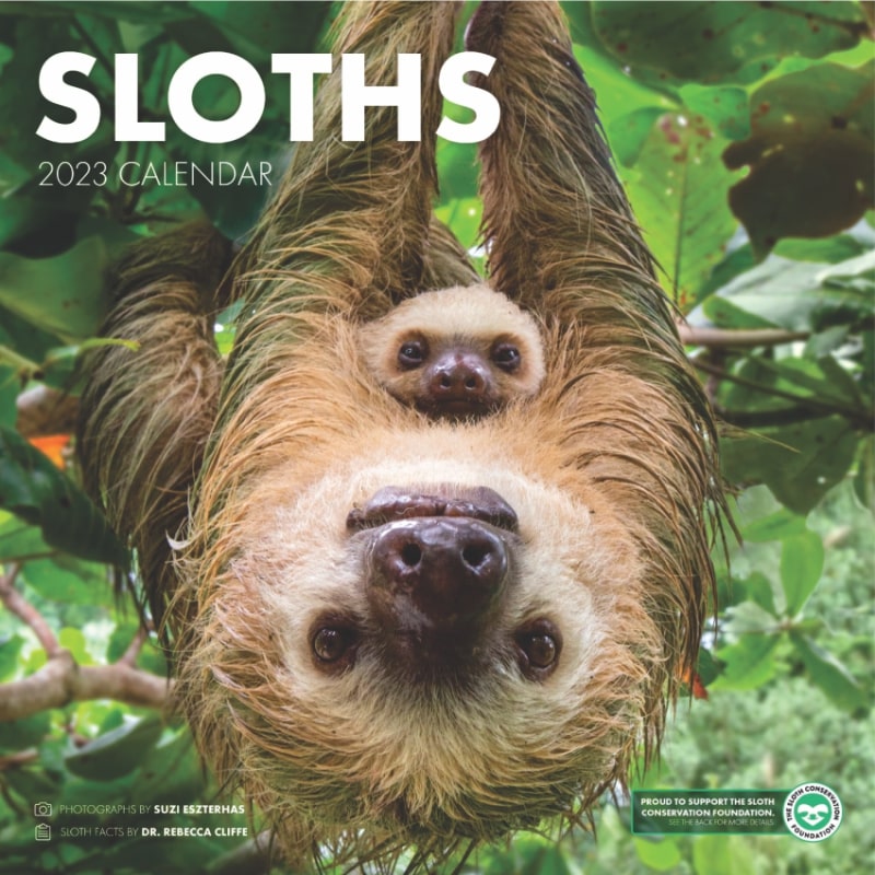 sloth wall calendar 2023