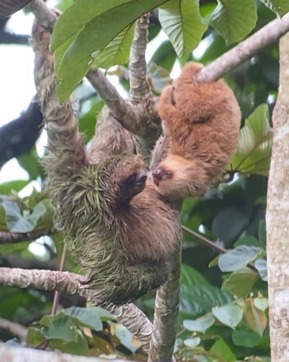 Three-fingered sloth 'adopts' a two-fingered sloth baby