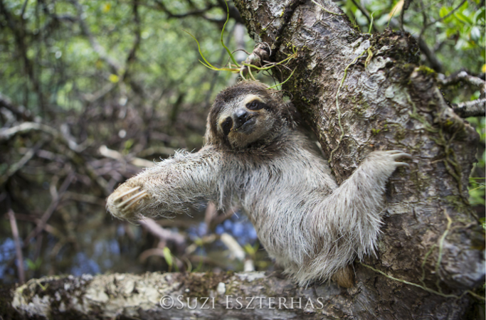 Sloths ? & other weird and bizarre mammals - SloCo