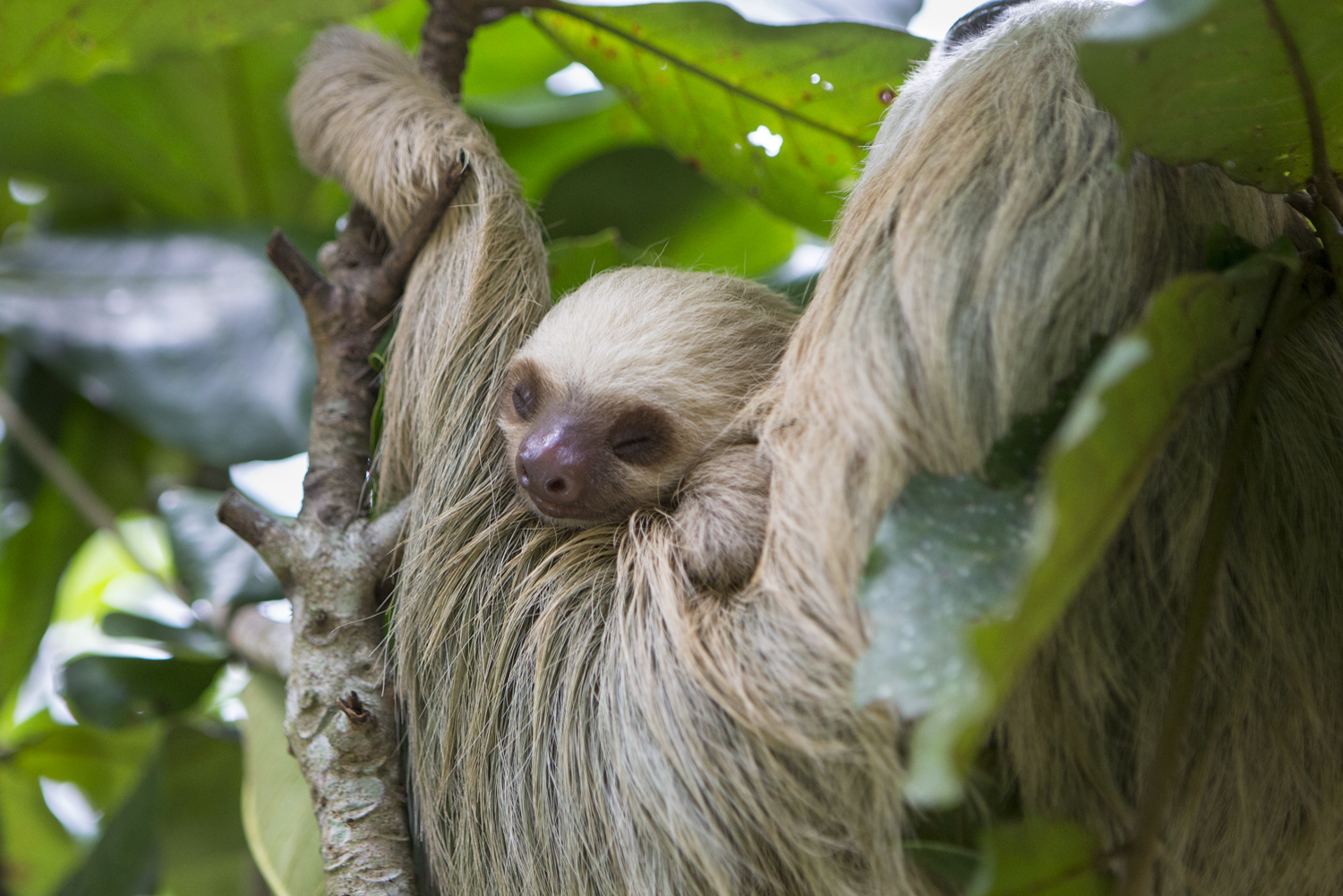 How much do sloths sleep? - The Sloth Conservation Foundation