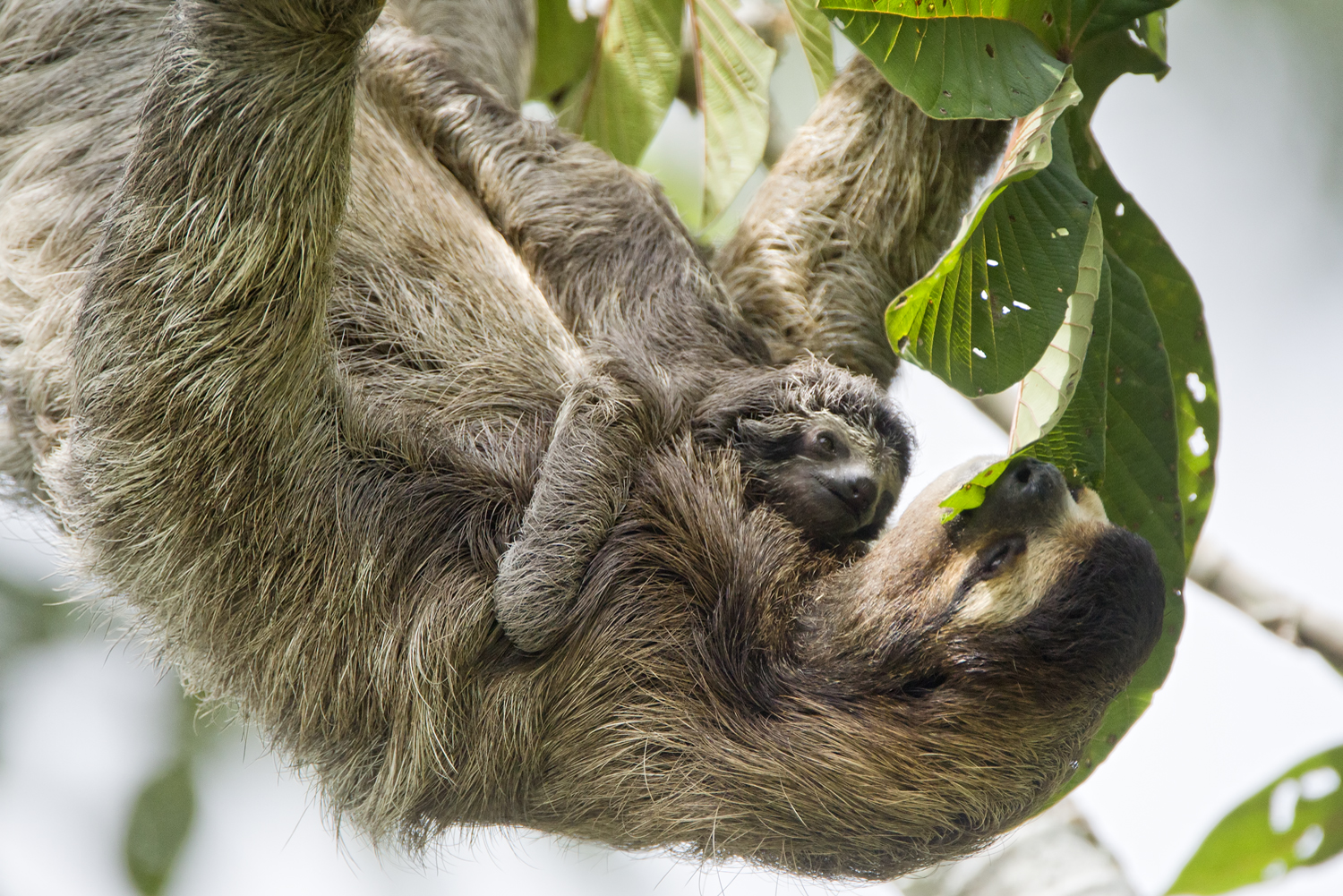 baby sloth feeding image picture