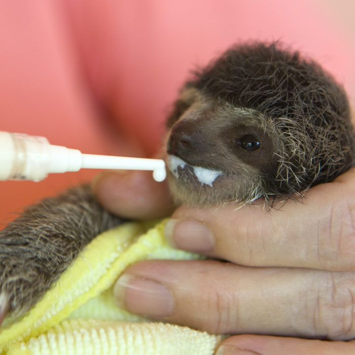 baby sloth feeding