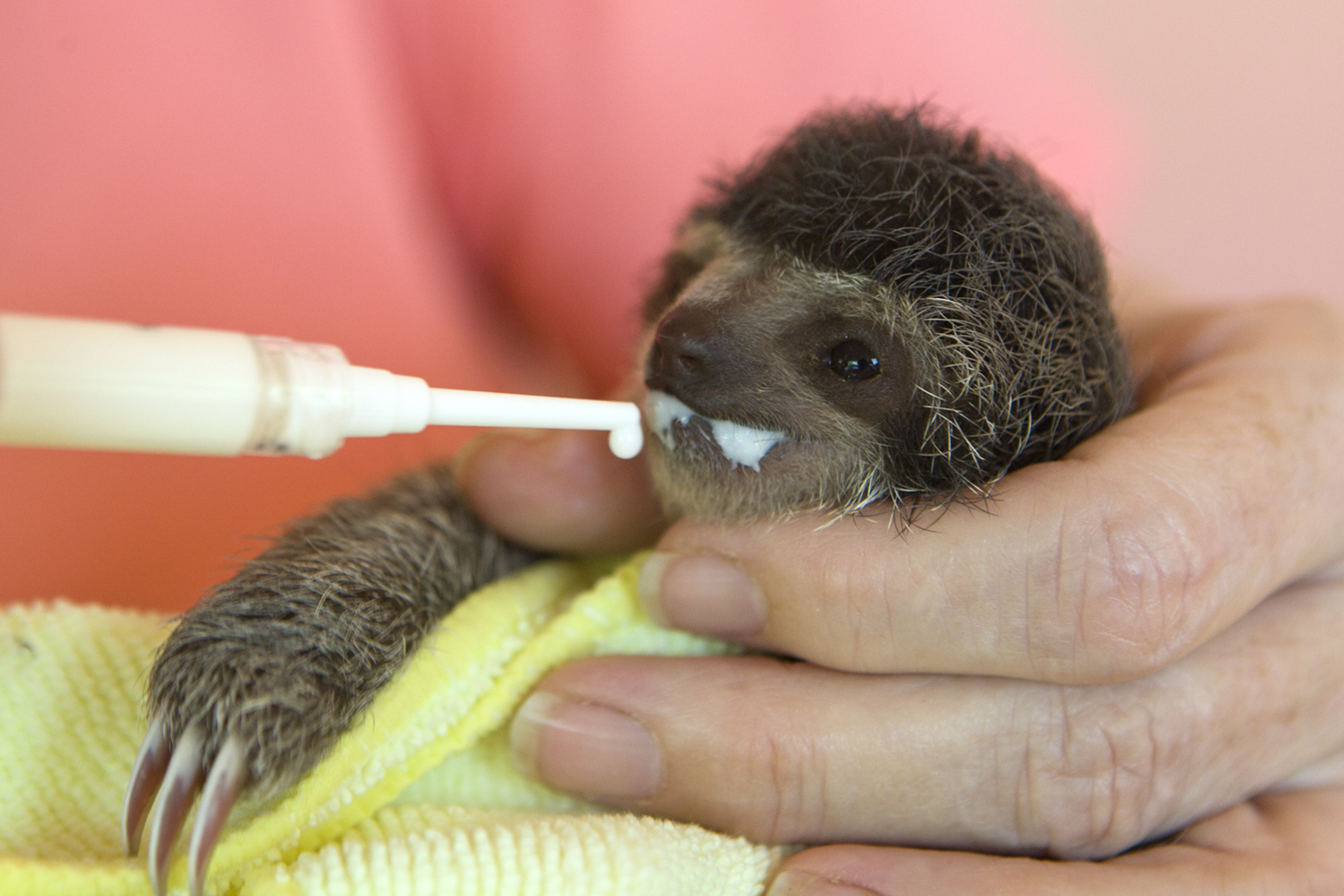 baby sloth feeding