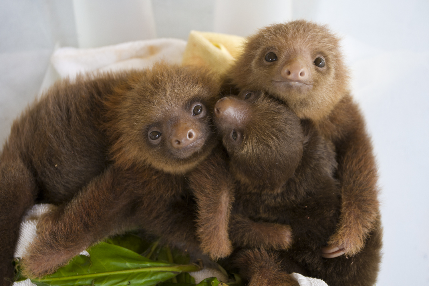 Baby Sloths: Everything you always wanted to know - Sloth Conservation