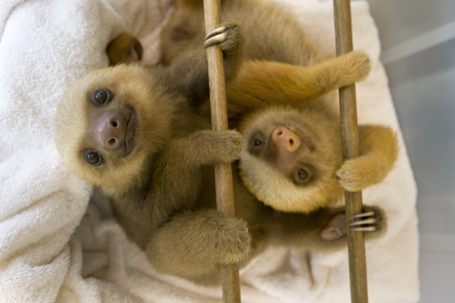 sloth mom clinging