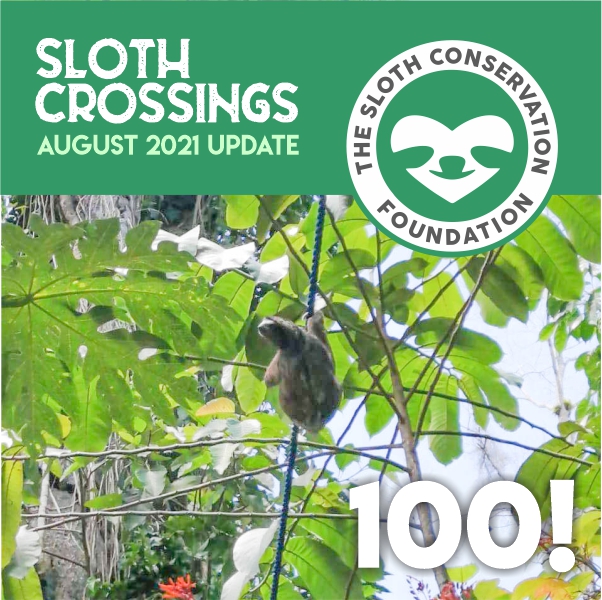 sloth crossings wildlife bridges