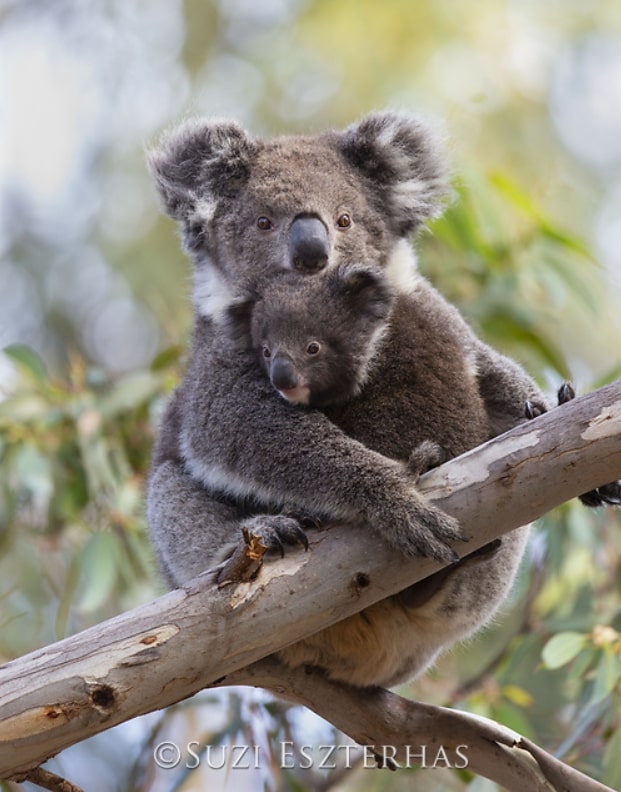 Sloth Versus Koala - The Sloth Conservation Foundation