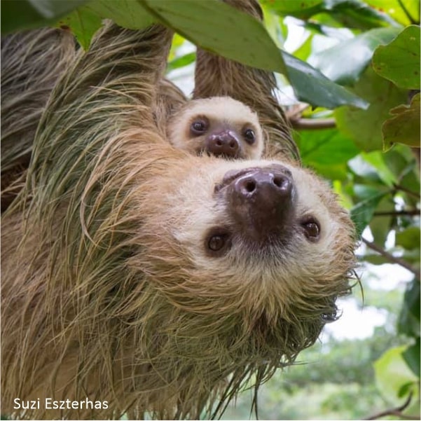 The Etymology of Sloths' Names - The Sloth Conservation Foundation