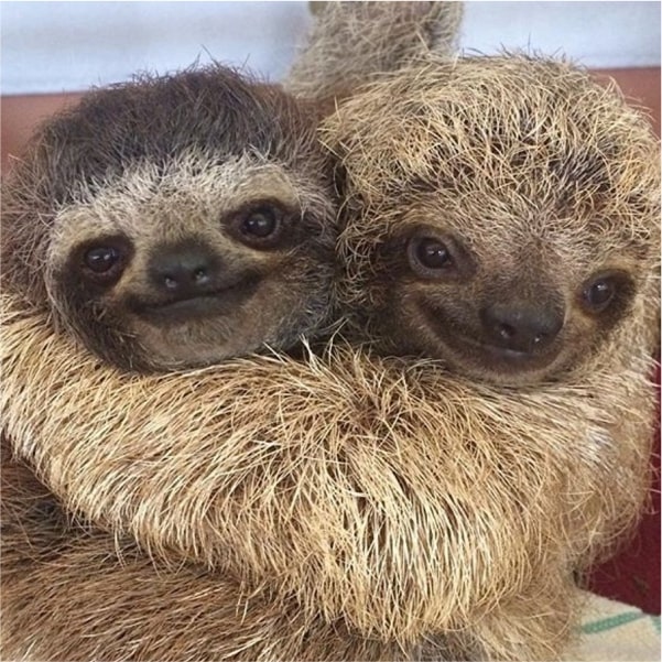 SlothOpedia | Everything you ever wanted to know about sloths! | SloCo