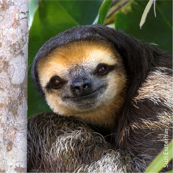 pale throated sloth