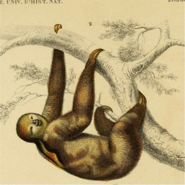 sloth illustration buffon