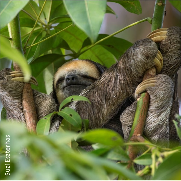 5. Behavior - The Sloth Conservation Foundation