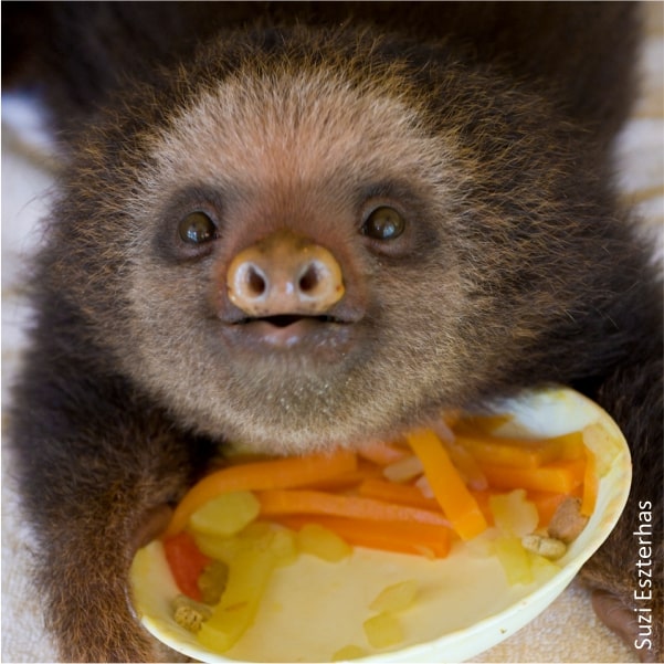 baby sloth eating vegetables