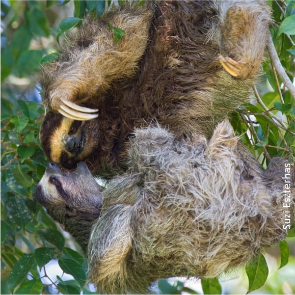 male sloths fighting