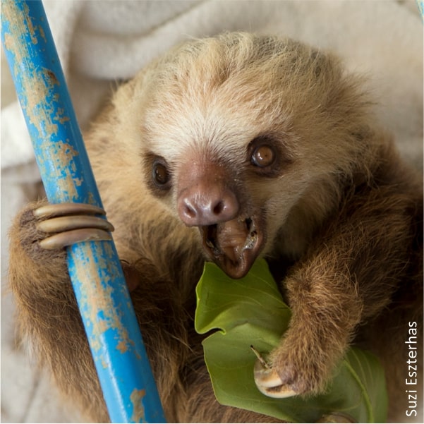 angry sloth
