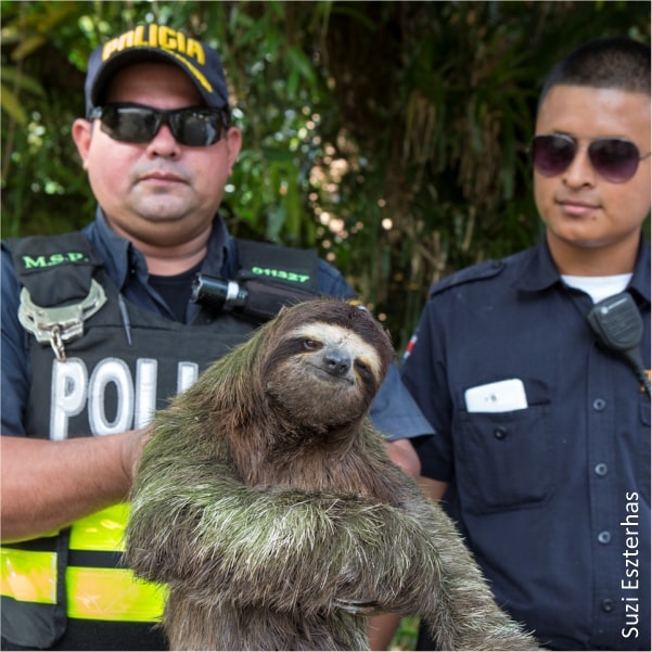 sloth pet