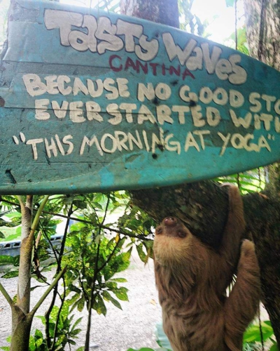 tiki urban sloth