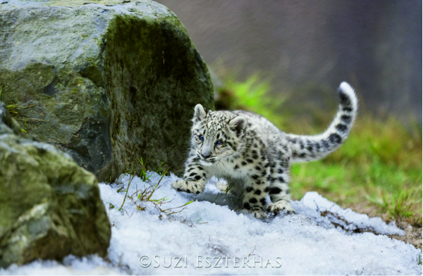 snow leopard tail