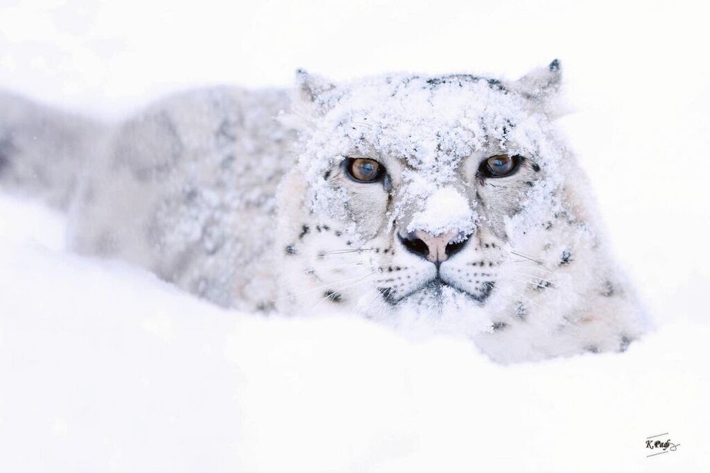 snow leopard 