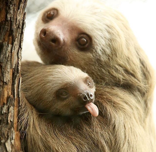 mom and baby tongue