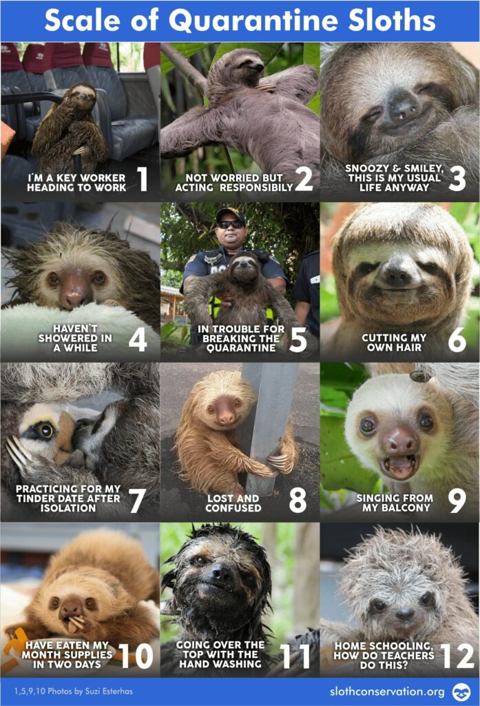 scale of sloths quarantine