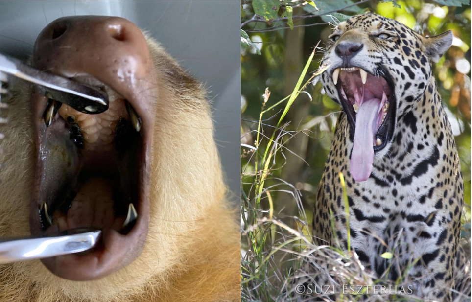 sloth and jaguar bite teeth