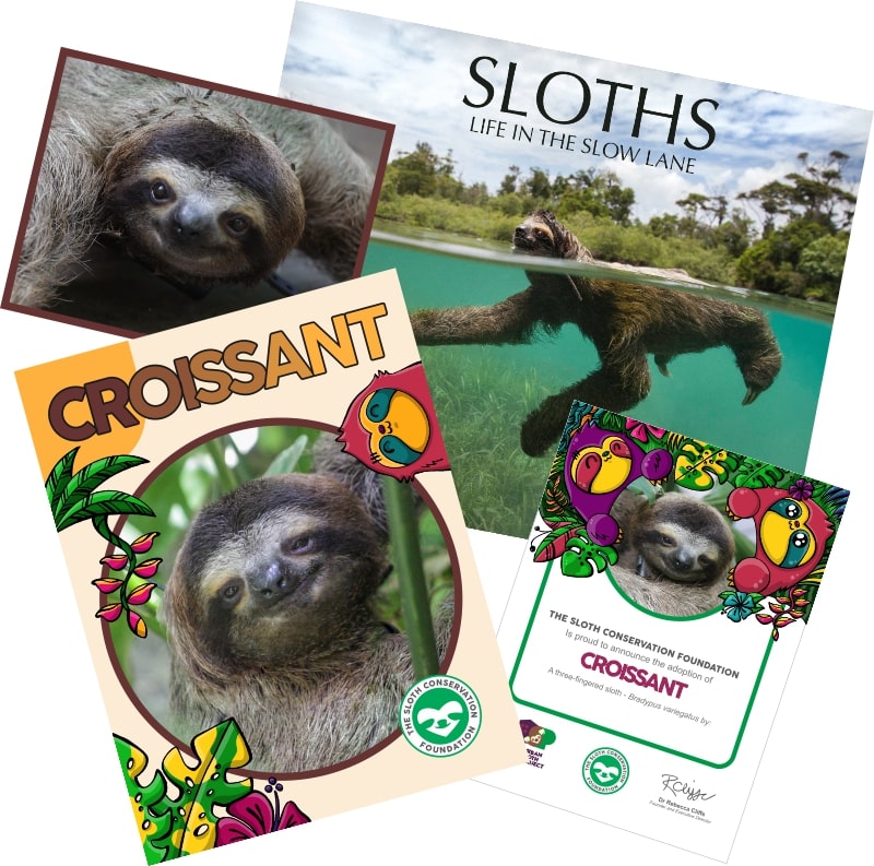 adopt a sloth croissant