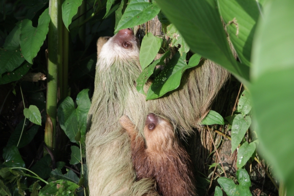 mom and baby sloth