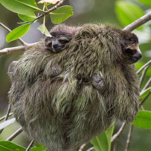 sloth mating