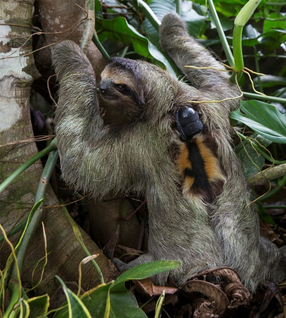 Sloth Mating: Not as slow as you think - SloCo
