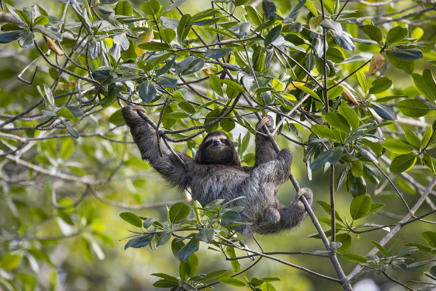 Forests, the sloths' home - The Sloth Conservation Foundation