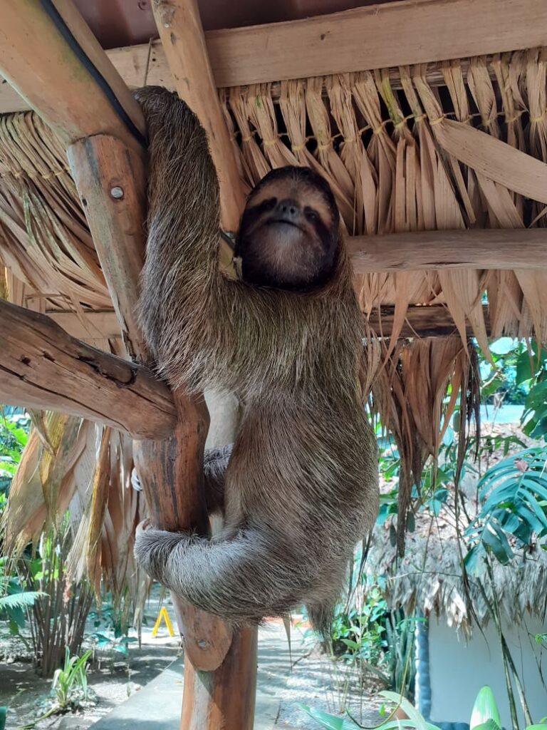 sloth at restaurant caribbean costa rica