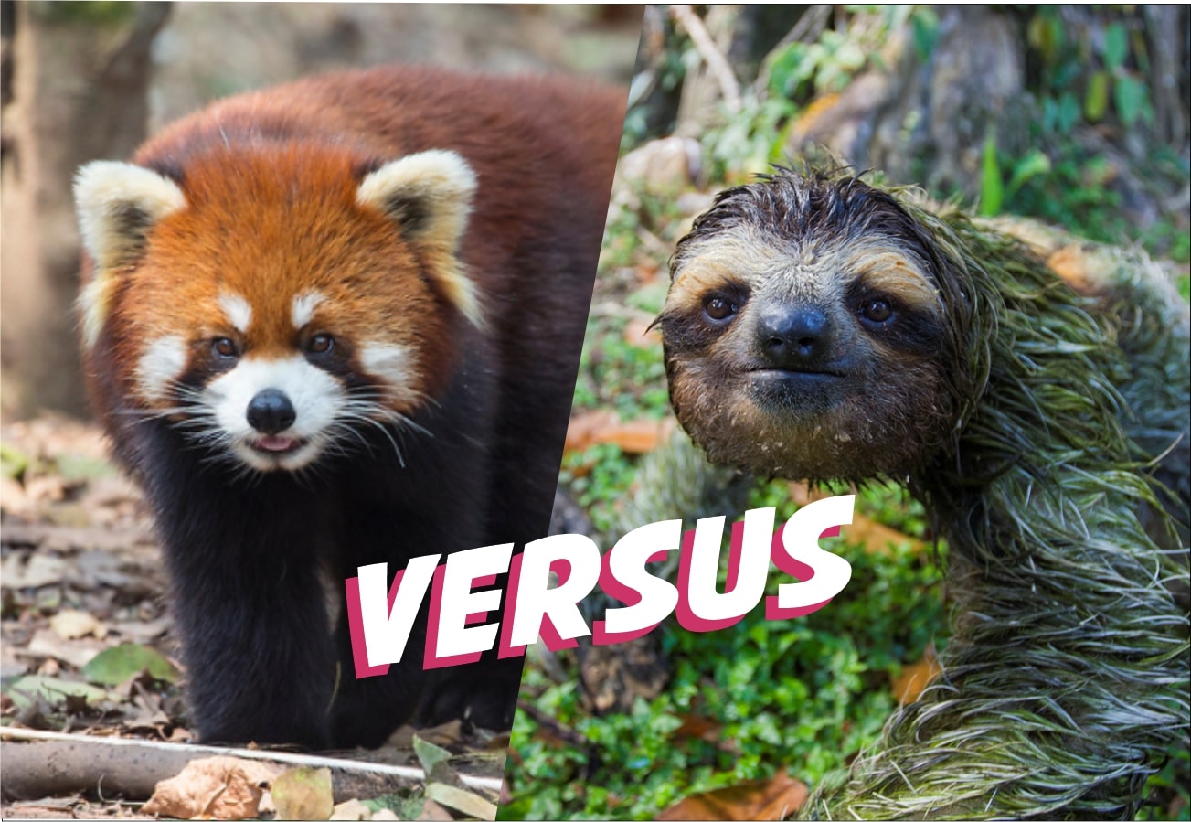 Sloth versus Red Panda - The Sloth Conservation Foundation