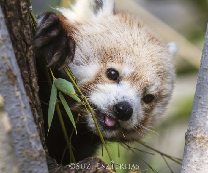 sloth versus red panda