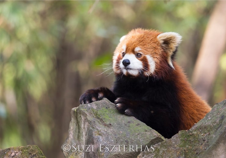 red panda versus sloth